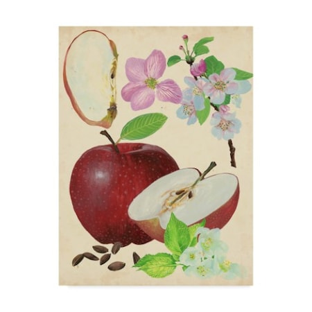 Melissa Wang 'Apple And Blossom Study I' Canvas Art,35x47